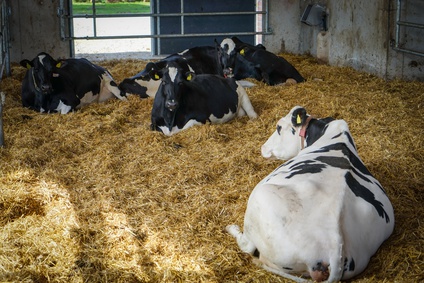 Kalk von Otterbein f&uuml;r Kalk-Stroh-Matratze