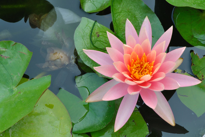 Kalk von Otterbein f&uuml;r Gew&auml;sserkalkung