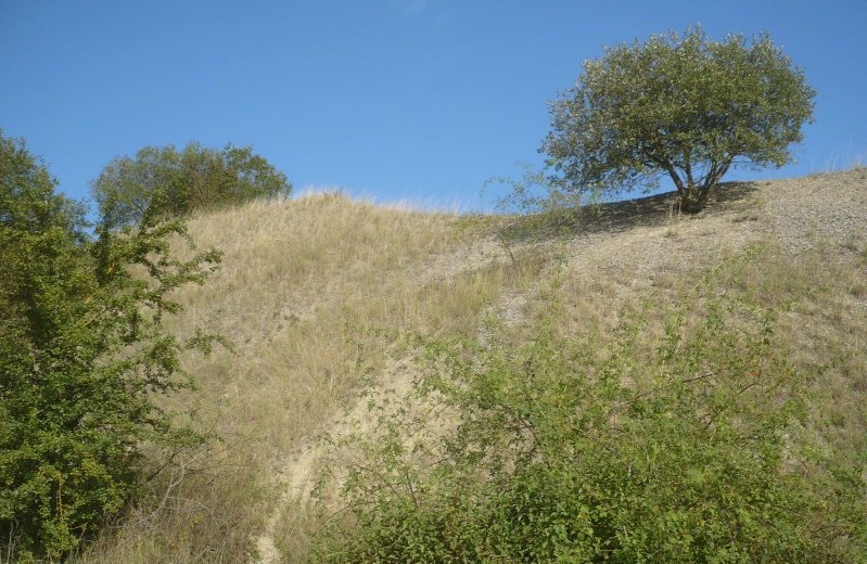 Kalkhalden f&uuml;r Kalkmagerrasen angelegt